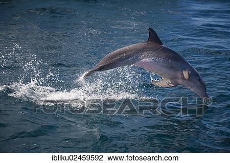 "Leaping Bottlenose dolphin (Tursiops truncatus), Guadeloupe, France, North America" View Large Photo Image Stock Image - "Leaping Bottlenose dolphin (Tursiops truncatus), Guadeloupe, France, North America". Fotosearch