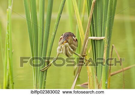 "Least Bittern (Ixobrychus exilis), adult female, clinging to reedmace, Port Aransas, Mustang Island, Texas, United States, North America" View Large Photo Image Stock Image - "Least Bittern (Ixobrychus exilis), adult female, clinging to reedmace, Port Aransas, Mustang Island, Texas, United States, North America". Fotosearch