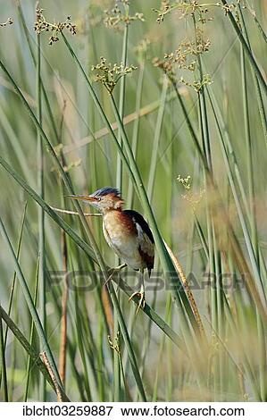 Stock Photo - "Least Bittern (Ixobrychus exilis), male in the reeds, Everglades National Park, Florida, United States, North America". Fotosearch
