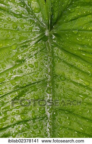 Leave covered with dewdrops View Large Photo Image Stock Image - Leave covered with dewdrops. Fotosearch