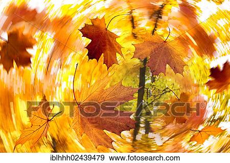 "Leaves, autumn, composite image" View Large Photo Image Stock Photo - "Leaves, autumn, composite image". Fotosearch