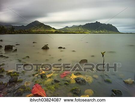 Stock Photo - "Leaves in the water by the beach, near Waikane, Oahu, Hawaii, United States, North America". Fotosearch