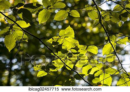 Stock Photography - "Leaves of a Hornbeam (Carpinus betulus), with backlighting". Fotosearch