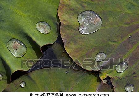 "Leaves of an Indian Lotus or Sacred Lotus (Nelumbo nucifera), Schleswig-Holstein, Germany, Europe" View Large Photo Image Picture - "Leaves of an Indian Lotus or Sacred Lotus (Nelumbo nucifera), Schleswig-Holstein, Germany, Europe". Fotosearch
