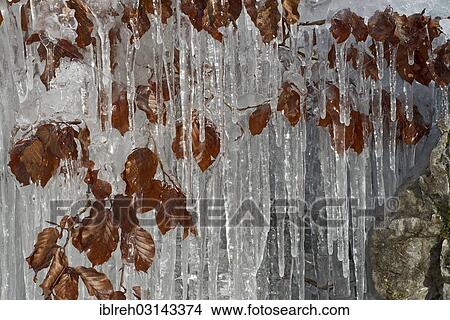 Picture - "Leaves of beech (Fagus sylvatica), covered with ice, Hole of Vomp, Karwendel Mountains, Tyrol, Austria, Europe". Fotosearch