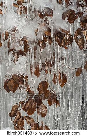 "Leaves of beech (Fagus sylvatica), covered with ice, Hole of Vomp, Karwendel Mountains, Tyrol, Austria, Europe" View Large Photo Image Stock Photography - "Leaves of beech (Fagus sylvatica), covered with ice, Hole of Vomp, Karwendel Mountains, Tyrol, Austria, Europe". Fotosearch