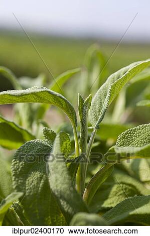 "Leaves of Sage (Salvia officinalis), medicinal plant of the year 2003" View Large Photo Image Stock Image - "Leaves of Sage (Salvia officinalis), medicinal plant of the year 2003". Fotosearch