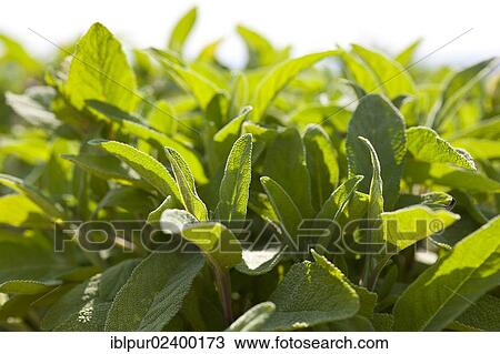 "Leaves of Sage (Salvia officinalis), medicinal plant of the year 2003" View Large Photo Image Stock Image - "Leaves of Sage (Salvia officinalis), medicinal plant of the year 2003". Fotosearch