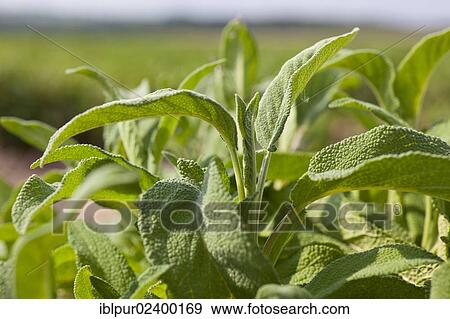 "Leaves of Sage (Salvia officinalis), medicinal plant of the year 2003" View Large Photo Image Stock Photo - "Leaves of Sage (Salvia officinalis), medicinal plant of the year 2003". Fotosearch