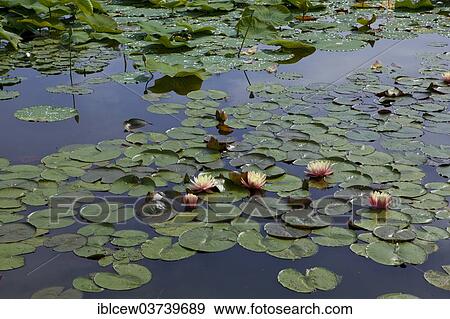 "Leaves of the Indian Lotus or Sacred Lotus (Nelumbo nucifera) and Water Lilies (Nymphaea), Schleswig-Holstein, Germany, Europe" View Large Photo Image Stock Photo - "Leaves of the Indian Lotus or Sacred Lotus (Nelumbo nucifera) and Water Lilies (Nymphaea), Schleswig-Holstein, Germany, Europe". Fotosearch