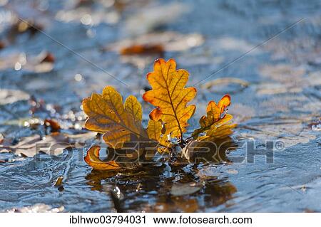 "Leaves of the Pedunculate Oak or German Oak (Quercus robur) frozen in the ice, Ettersberg, Weimar, Thuringia, Germany, Europe" View Large Photo Image Stock Image - "Leaves of the Pedunculate Oak or German Oak (Quercus robur) frozen in the ice, Ettersberg, Weimar, Thuringia, Germany, Europe". Fotosearch