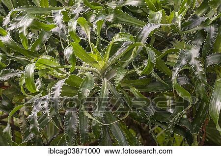 Stock Image - "Leaves of the Screw Pine (Pandanus pristis), Palm Garden, Frankfurt am Main, Hesse, Germany, Europe". Fotosearch