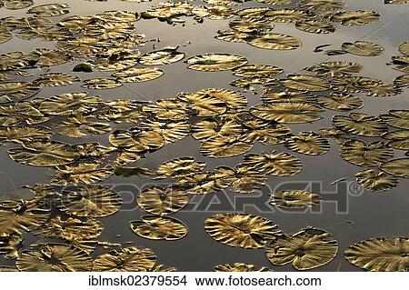 "Leaves of water lilies on the Seille River, near Cuisery, Tournus, Burgundy region, department of Saone-et-Loire, France, Europe" View Large Photo Image Picture - "Leaves of water lilies on the Seille River, near Cuisery, Tournus, Burgundy region, department of Saone-et-Loire, France, Europe". Fotosearch