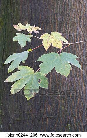 "Leaves, sycamore maple (Acer pseudoplatanus), Haren, Emsland, Lower Saxony, Germany, Europe" View Large Photo Image Stock Photograph - "Leaves, sycamore maple (Acer pseudoplatanus), Haren, Emsland, Lower Saxony, Germany, Europe". Fotosearch