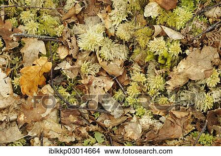 "Leaves, twigs and moss on the forest floor, Scotland, United Kingdom, Europe" View Large Photo Image Picture - "Leaves, twigs and moss on the forest floor, Scotland, United Kingdom, Europe". Fotosearch