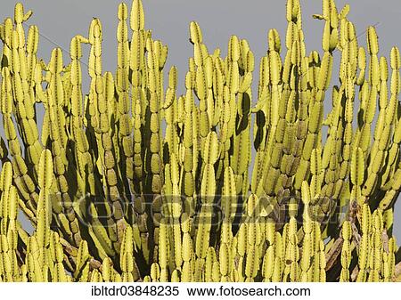 "Lebombo Euphorbia (Euphorbia confinalis), Kruger National Park, South Africa, Africa" View Large Photo Image Stock Photography - "Lebombo Euphorbia (Euphorbia confinalis), Kruger National Park, South Africa, Africa". Fotosearch