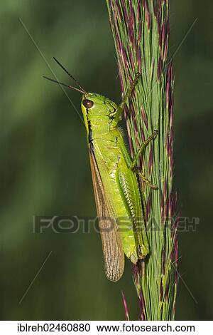 "Leek Grasshopper (Mecostethus parapleurus), female, Loar, Kramsach, Tirol, Austria, Europe" View Large Photo Image Stock Image - "Leek Grasshopper (Mecostethus parapleurus), female, Loar, Kramsach, Tirol, Austria, Europe". Fotosearch