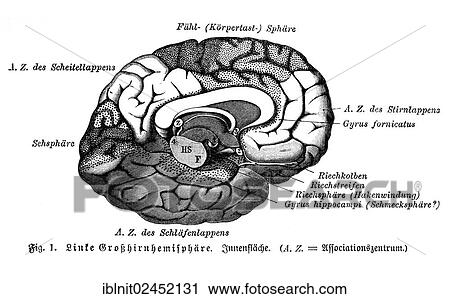 "Left cerebral hemisphere, inner surface, illustration, Meyers Konversations-Lexikon encyclopedia, 1897" View Large Photo Image Stock Image - "Left cerebral hemisphere, inner surface, illustration, Meyers Konversations-Lexikon encyclopedia, 1897". Fotosearch