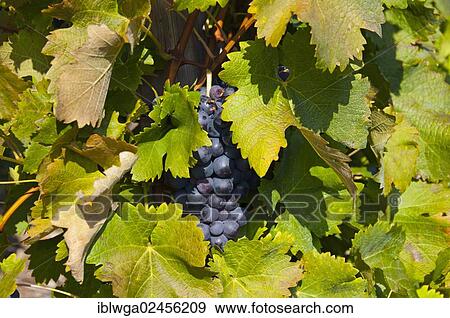 "Lemberger grapes in a vineyard on Rotenberg Mountain near Stuttgart, Baden-Wuerttemberg, Germany, Europe, PublicGround, Europe" View Large Photo Image Stock Photo - "Lemberger grapes in a vineyard on Rotenberg Mountain near Stuttgart, Baden-Wuerttemberg, Germany, Europe, PublicGround, Europe". Fotosearch