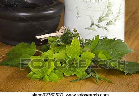 "Lemon balm (Melissa officinalis), oregano (Origanum vulgare), Lovage (Levisticum officinale), tarragon (Artemisia dracunculus), Thyme (Thymus vulgaris), Schwaz, Tyrol, Austria, Europe" View Large Photo Image Stock Image - "Lemon balm (Melissa officinalis), oregano (Origanum vulgare), Lovage (Levisticum officinale), tarragon (Artemisia dracunculus), Thyme (Thymus vulgaris), Schwaz, Tyrol, Austria, Europe". Fotosearch