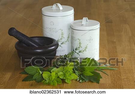 "Lemon balm (Melissa officinalis), oregano (Origanum vulgare), Lovage (Levisticum officinale), tarragon (Artemisia dracunculus), Thyme (Thymus vulgaris), Schwaz, Tyrol, Austria, Europe" View Large Photo Image Stock Image - "Lemon balm (Melissa officinalis), oregano (Origanum vulgare), Lovage (Levisticum officinale), tarragon (Artemisia dracunculus), Thyme (Thymus vulgaris), Schwaz, Tyrol, Austria, Europe". Fotosearch