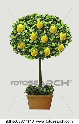 "Lemon tree in a pot, graphics" View Large Photo Image Stock Image - "Lemon tree in a pot, graphics". Fotosearch