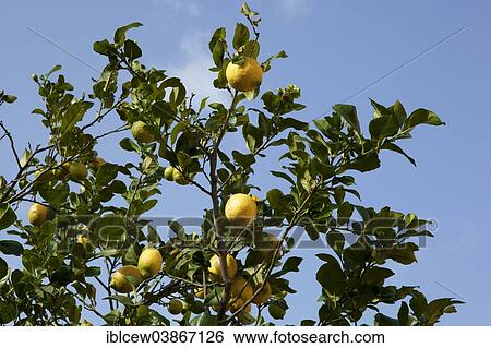 Stock Photograph - "Lemon tree, Majorca, Balearic Islands, Spain, Europe". Fotosearch