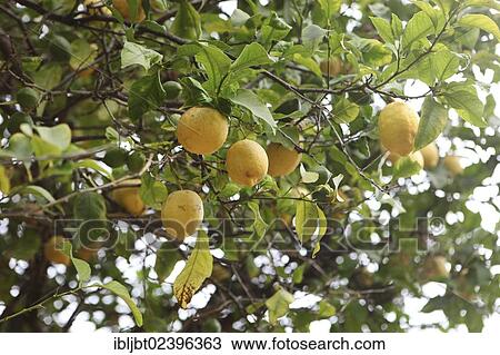 "Lemon tree with ripe lemons (Citrus x limon), Majorca, Spain, Europe" View Large Photo Image Stock Image - "Lemon tree with ripe lemons (Citrus x limon), Majorca, Spain, Europe". Fotosearch