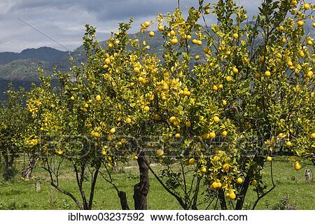 "Lemon trees on a lemon plantation, San Marco, Gemeinde Calatabiano, Ostkuste von Sizilien, Provinz Catania,, Province of Catania, Sicily, Italy, Europe" View Large Photo Image Stock Image - "Lemon trees on a lemon plantation, San Marco, Gemeinde Calatabiano, Ostkuste von Sizilien, Provinz Catania,, Province of Catania, Sicily, Italy, Europe". Fotosearch