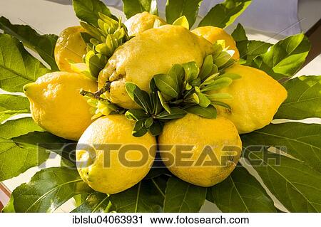"Lemons, Sorrento, Campania, Italy, Europe" View Large Photo Image Stock Image - "Lemons, Sorrento, Campania, Italy, Europe". Fotosearch