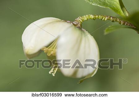 "Lenten Rose or Oriental Hellebore (Helleborus orientalis), Kassel, Kassel, Hesse, Germany, Europe" View Large Photo Image Stock Photo - "Lenten Rose or Oriental Hellebore (Helleborus orientalis), Kassel, Kassel, Hesse, Germany, Europe". Fotosearch