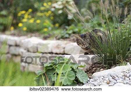 Leopard cat sitting behind a clump of grass on a stone wall View Large Photo Image Stock Photograph - Leopard cat sitting behind a clump of grass on a stone wall. Fotosearch
