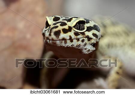 "Leopard Gecko (Eublepharis macularius), portrait, native to Asia, captive, Kamen, North Rhine-Westphalia, Germany, Europe" View Large Photo Image Stock Image - "Leopard Gecko (Eublepharis macularius), portrait, native to Asia, captive, Kamen, North Rhine-Westphalia, Germany, Europe". Fotosearch