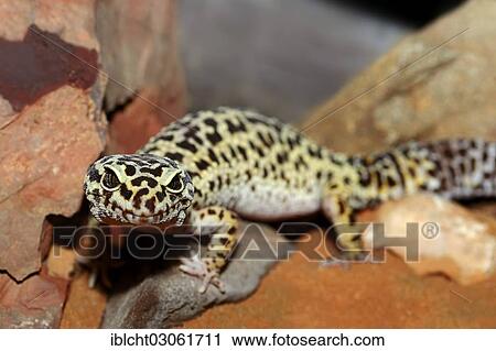 "Leopard Gecko (Eublepharis macularius), portrait, native to Asia, captive, Kamen, North Rhine-Westphalia, Germany, Europe" View Large Photo Image Stock Image - "Leopard Gecko (Eublepharis macularius), portrait, native to Asia, captive, Kamen, North Rhine-Westphalia, Germany, Europe". Fotosearch