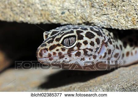 "Leopard Gecko (Eublepharis macularius), native to Asia, in captivity, North Rhine-Westphalia, Germany, Europe" View Large Photo Image Stock Photo - "Leopard Gecko (Eublepharis macularius), native to Asia, in captivity, North Rhine-Westphalia, Germany, Europe". Fotosearch