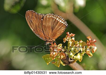 "Leopard Lacewing (Cethosia cyane), adult, feeding on flowers" View Large Photo Image Stock Image - "Leopard Lacewing (Cethosia cyane), adult, feeding on flowers". Fotosearch