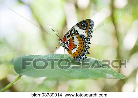 "Leopard Lacewing (Lacewing cyane), Bali, Indonesia, Asia" View Large Photo Image Picture - "Leopard Lacewing (Lacewing cyane), Bali, Indonesia, Asia". Fotosearch