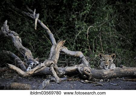 Stock Image - "Leopard (Panthera pardus), Chobe National Park, Botswana, Africa". Fotosearch