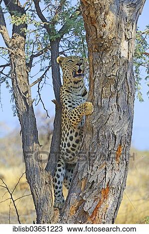 Stock Image - "Leopard (Panthera pardus) climbing a tree, Khomas Region, Namibia, Africa". Fotosearch