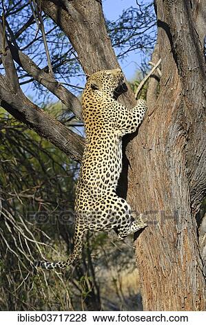 "Leopard (Panthera pardus) climbing a tree, Khomas Region, Namibia, Africa" View Large Photo Image Stock Photo - "Leopard (Panthera pardus) climbing a tree, Khomas Region, Namibia, Africa". Fotosearch