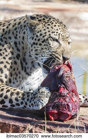 "Leopard (Panthera pardus) gnawing on a chunk of meat, Namibia, Africa" View Large Photo Image Stock Image - "Leopard (Panthera pardus) gnawing on a chunk of meat, Namibia, Africa". Fotosearch