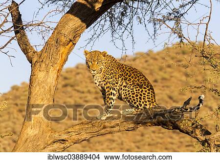 "Leopard (Panthera pardus) in a tree, Khomas Region, Namibia, Africa" View Large Photo Image Picture - "Leopard (Panthera pardus) in a tree, Khomas Region, Namibia, Africa". Fotosearch