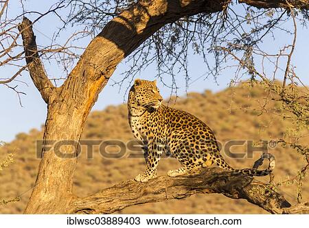 Stock Image - "Leopard (Panthera pardus) in a tree, Khomas Region, Namibia, Africa". Fotosearch