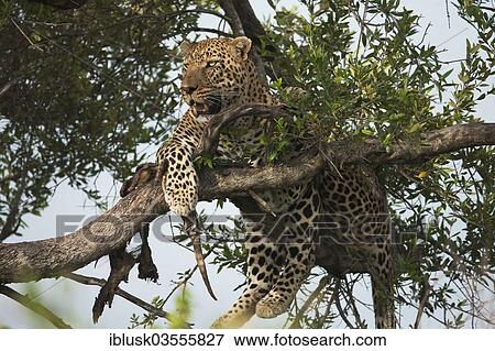 "Leopard (Panthera pardus) in a tree, Massai Mara, Serengeti, Rift Valley province, Kenya, Africa" View Large Photo Image Stock Photo - "Leopard (Panthera pardus) in a tree, Massai Mara, Serengeti, Rift Valley province, Kenya, Africa". Fotosearch