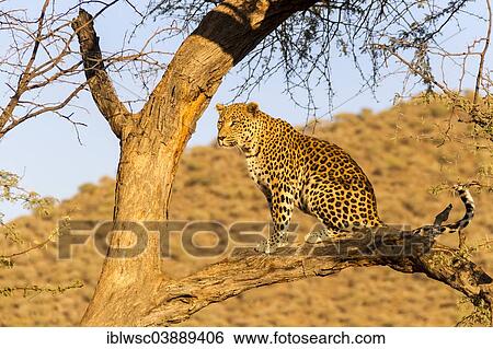 Stock Photograph - "Leopard (Panthera pardus) in a tree, Khomas Region, Namibia, Africa". Fotosearch