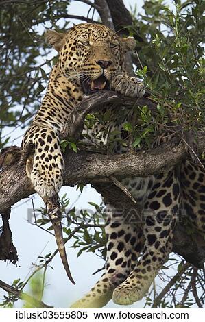 Stock Photography - "Leopard (Panthera pardus) in a tree, Massai Mara, Serengeti, Rift Valley province, Kenya, Africa". Fotosearch