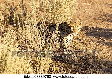 "Leopard (Panthera pardus) in tall grass, Khomas Region, Namibia, Africa" View Large Photo Image Stock Image - "Leopard (Panthera pardus) in tall grass, Khomas Region, Namibia, Africa". Fotosearch