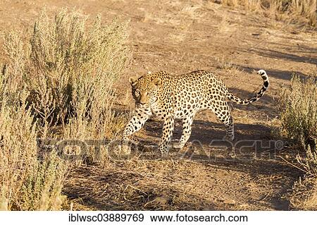 "Leopard (Panthera pardus) in tall grass, Khomas Region, Namibia, Africa" View Large Photo Image Stock Photo - "Leopard (Panthera pardus) in tall grass, Khomas Region, Namibia, Africa". Fotosearch