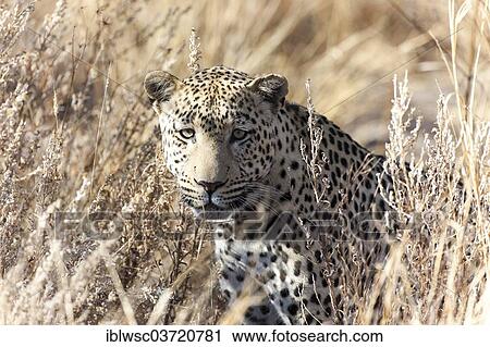 Stock Image - "Leopard (Panthera pardus) in the high grass, Dusternbrook, Otjozondjupa Region, Namibia, Africa". Fotosearch