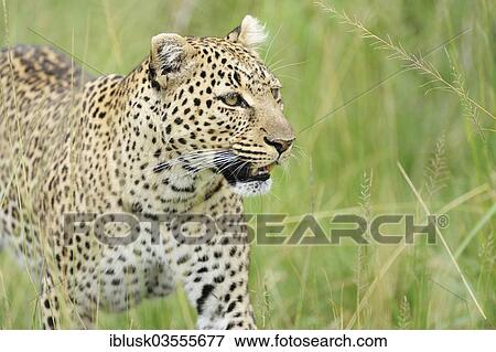 Stock Photo - "Leopard (Panthera pardus) in the high grass, Massai Mara, Serengeti, Rift Valley province, Kenya, Africa". Fotosearch